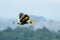 Great Hornbill (Buceros bicornis)