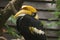 Great hornbill (Buceros bicornis)