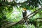 Great hornbill (Buceros bicornis)