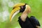 Great hornbill (Buceros bicornis), also known as the great Indian hornbill or great pied hornbill.