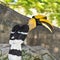 Great Hornbill, Buceros bicornis. Large birds