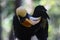 Great Hornbill Buceros bicornis, Thailand