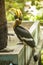 Great Hornbill great Indian hornbill, great pied hornbill, one of larger members of hornbill family, has long brightly colored