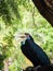 Great hornbill, Great indian hornbill, Great pied hornbill in ra