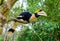 Great hornbill stand on the branch in forest