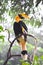 Great hornbilll