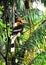 The Great hornbills Bucerotidae bird.