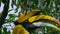 great hornbills eat great quantities of fig