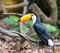 Great hornbills in rainforest