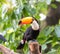 Great hornbills in rainforest