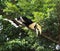 Great hornbills in rainforest