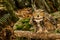 Great Horned Owl