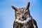 Great Horned Owl