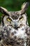 Great Horned Owl