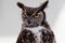 Great Horned Owl