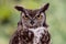 Great Horned Owl