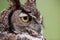 Great Horned Owl