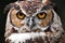 Great Horned Owl