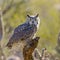 Great Horned Owl