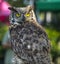 Great Horned Owl