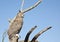 A Great Horned Owl Against a Blue Sky