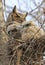Great-horned Owl babies in the nest,