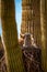 Great Horned Owl and Baby in Cactus