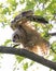 Great-horned Owl baby flying in the forest, Quebec