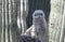 Great horned owl baby in a saguaro cactus nest