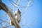 Great Horned Owl in a Barren Tree