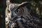 Great horned owl on Black Background.