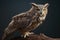 Great horned owl on Black Background.