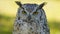 Great horned owl (bubo virginianus)