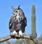 Great Horned Owl (Bubo virginianus)