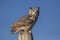 Great horned owl (Bubo virginianus)