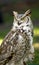 Great Horned Owl (Bubo virginianus)