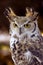 Great Horned Owl (Bubo virginianus) Intense Stare