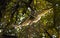Great horned owl, Bubo virginianus navigating flight in the deep bush