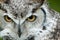 Great Horned Owl (Bubo virginianus) Stare