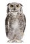 Great Horned Owl, Bubo Virginianus Subarcticus