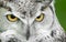 Great Horned Owl (Bubo virginianus) Turn Stare