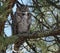 Great Horned Owl with Closed Eyes
