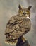 A Great Horned Owl with a dark gray background.