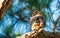 Great horned Owl, Eagle or Long-eared Owl. Florida wildlife birds. Pine tree. Blue sky on background. Animals and Nature photograp