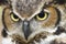 Great Horned Owl Eyes