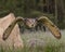 Great Horned Owl in flight; Canadian Raptor Conservancy