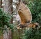 Great Horned Owl flying at raptor show.