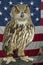 Great Horned Owl In Front of American Flag