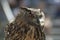 Great Horned Owl gets ready to take flight