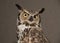 Great horned owl head closeup portrait